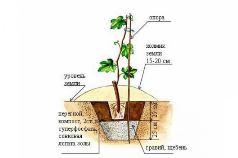 Посадка винограда