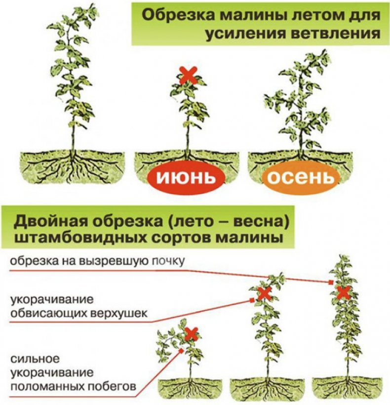 Обрезка малины