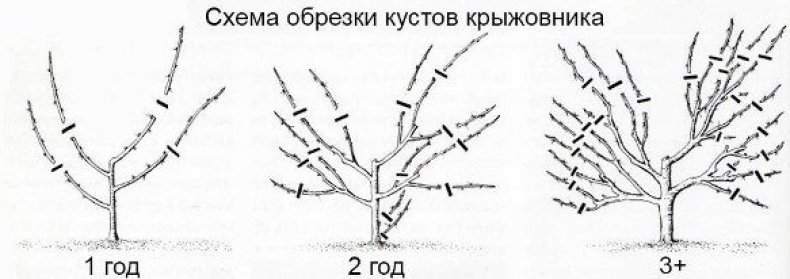 Схема обрезки крыжовника