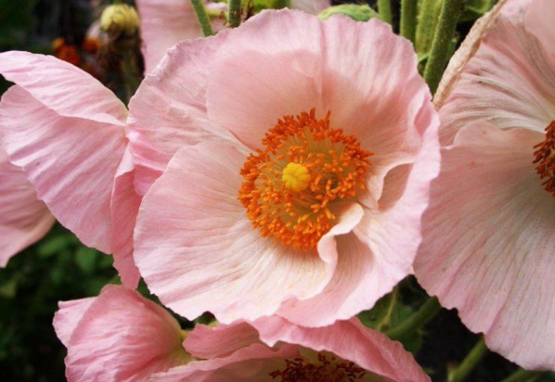 Meconopsis napaulensis