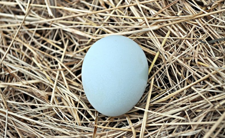 Утиное яйцо
