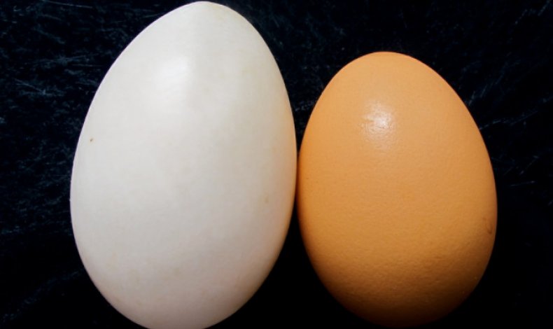 Утиное и куриное яйцо