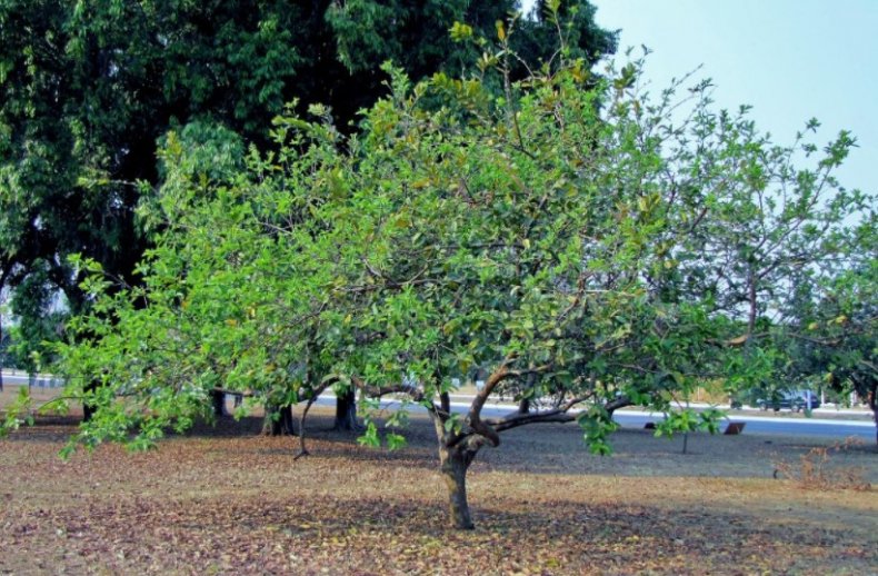 Дерево гуава