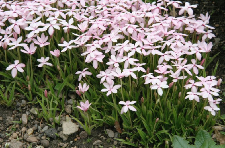 Rhodohypoxis baurii