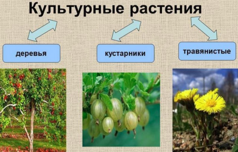 Культурные растения