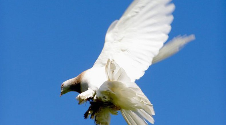 Туркменские бойные голуби агараны