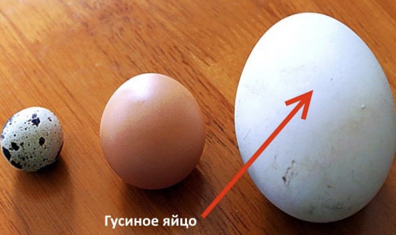 На фото: перепелиное, куриное и гусиное яйцо