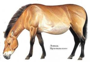 Лошадь Пржевальского