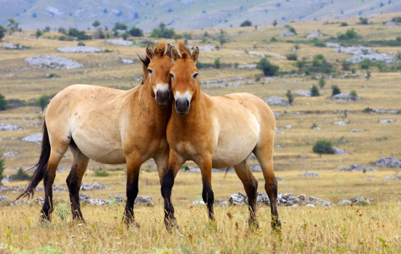 Лошади Пржевальского