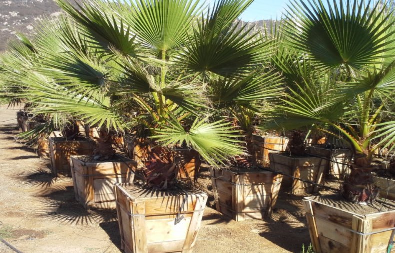 Washingtonia robusta