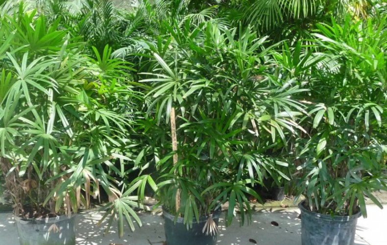 Rhapis excelsa