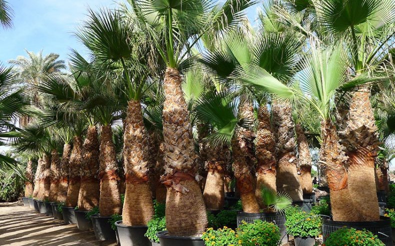 Washingtonia filifera