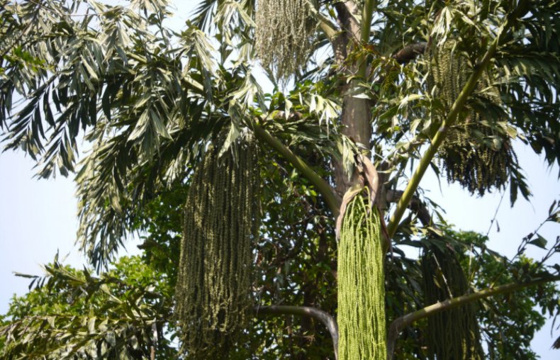 Caryota urens