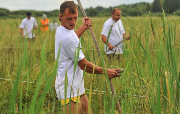 Як косити траву косою. Правила і техніка косіння. Де і чому слід це робити