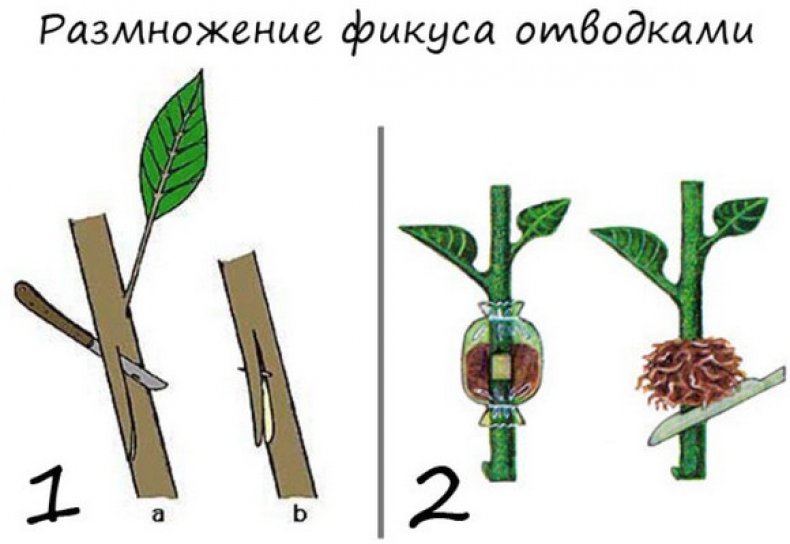 Особенности размножения