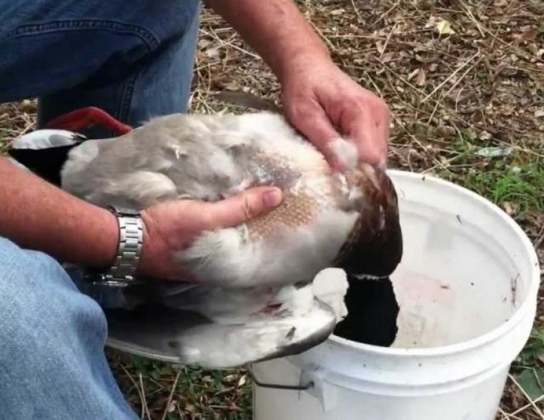 Ручное ощипывание утки