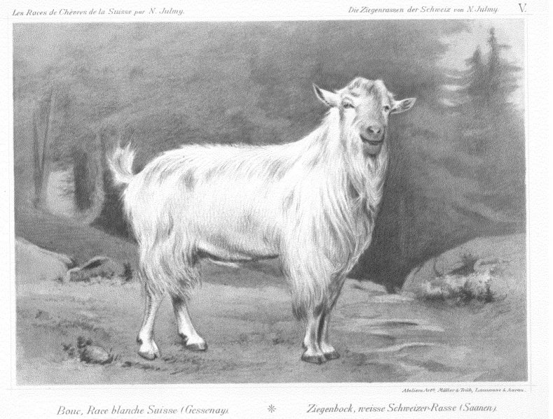 Зааненская коза, изображение 1896 года