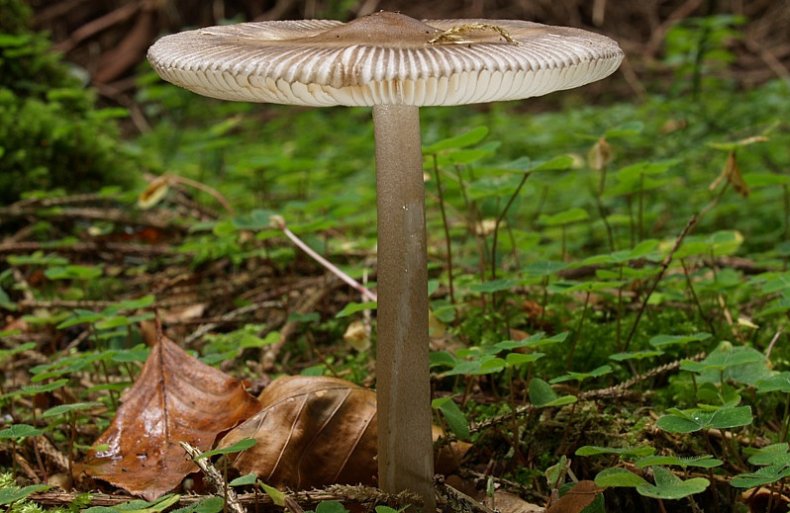 Amanita battarrae