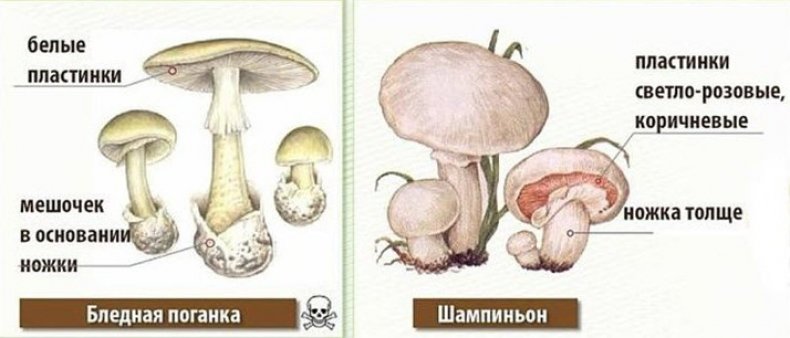 Бледная поганка и шампиньоны