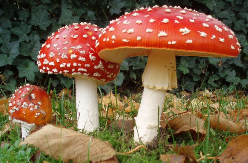 Amanita muscaria