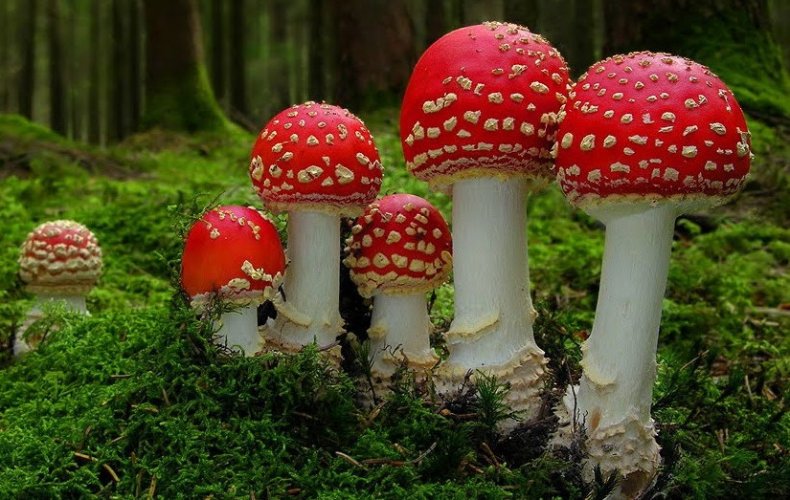 Amanita muscaria