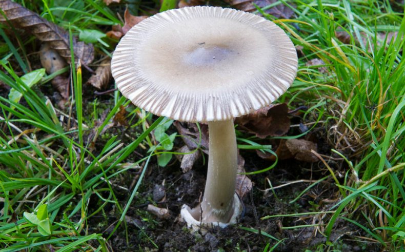 Amanita battarrae