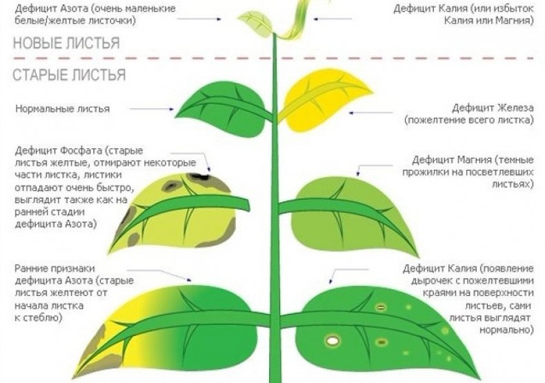 Реакция растений на нехватку элементов