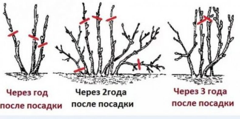 Обрезка крыжовника