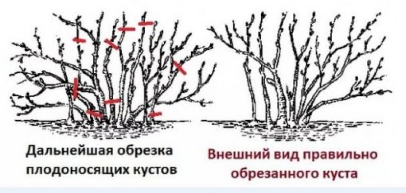 Обрезка крыжовника