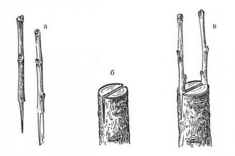 Прививка яблони в полный расщеп