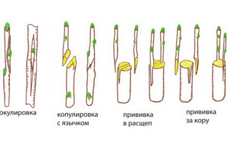 Способы прививки