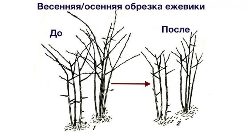 Обрезка ежевики