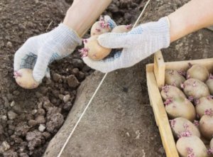 Когда лучше всего сажать картошку по лунному календарю