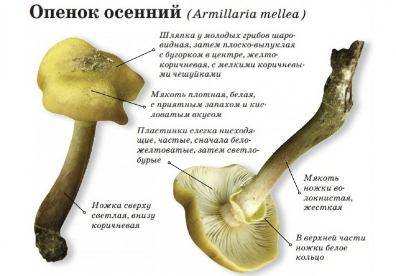 Опенок осенний