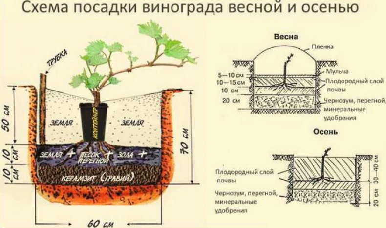 Схема посадки винограда