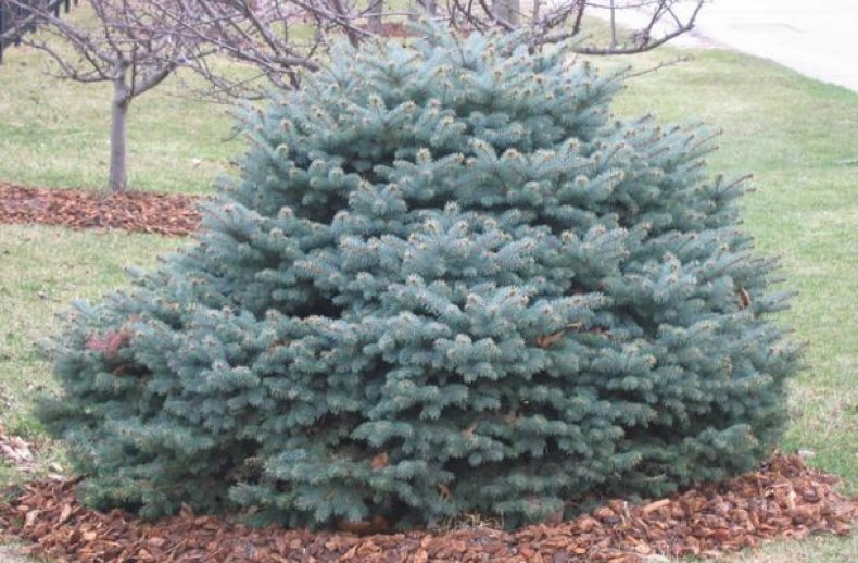 Picea pungens