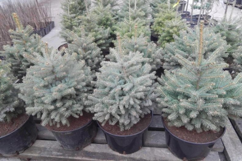 Picea pungens