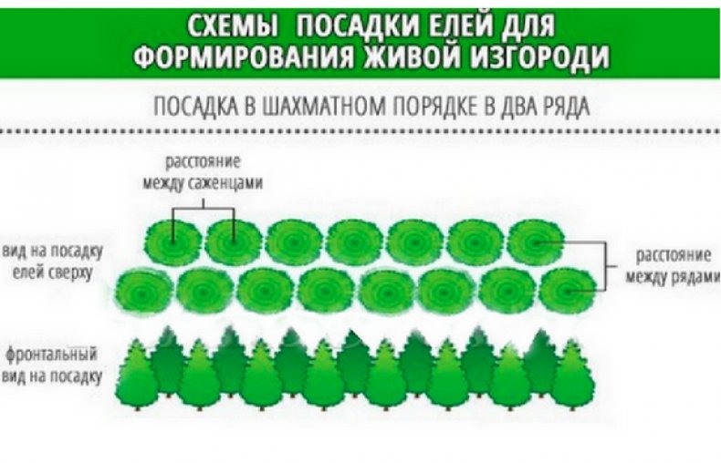 Схема высадки живой изгороди