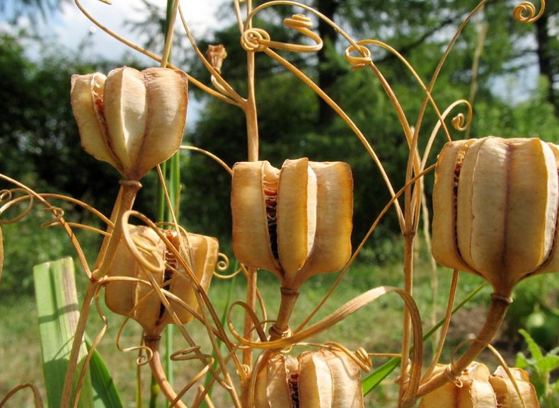 Fritillaria ruthenica