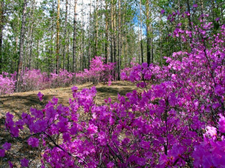 Даурский (багульник)