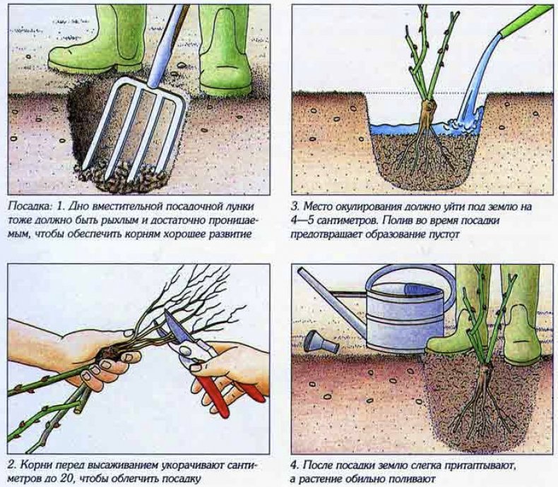 Схема посадки розы