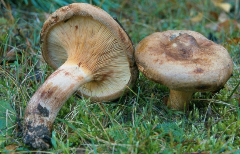 Опасные свойства грибов