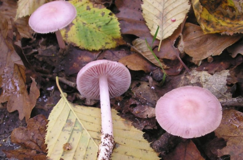 Опасные свойства грибов