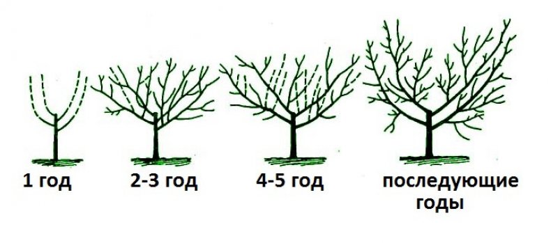 Чашеобразная крона