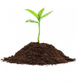 Что такое, от чего зависит и как повысить плодородие почвы