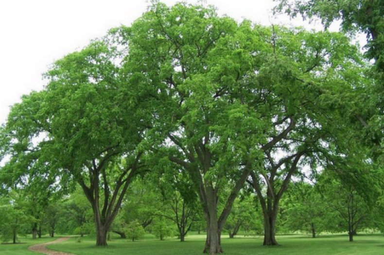 Ulmus laevis