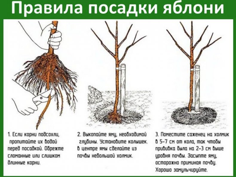 Время и схема посадки