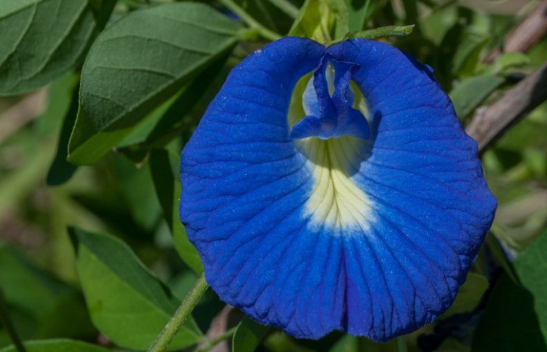 Clitoria ternatea