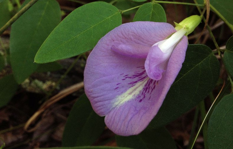 Clitoria mariana