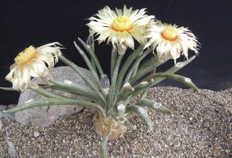 Astrophytum caput-medusae